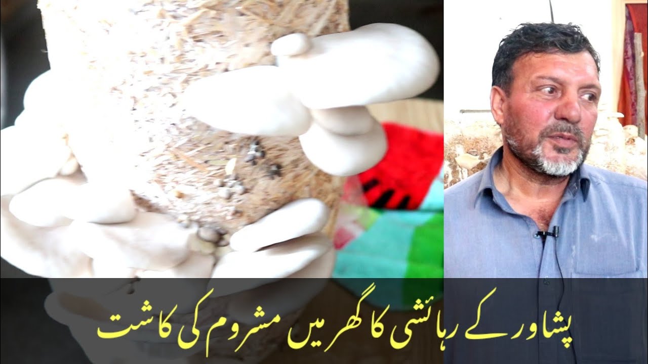 Peshawar resident cultivates mushrooms at home #peshawar #mashroom #mashroomcut #agreeculture