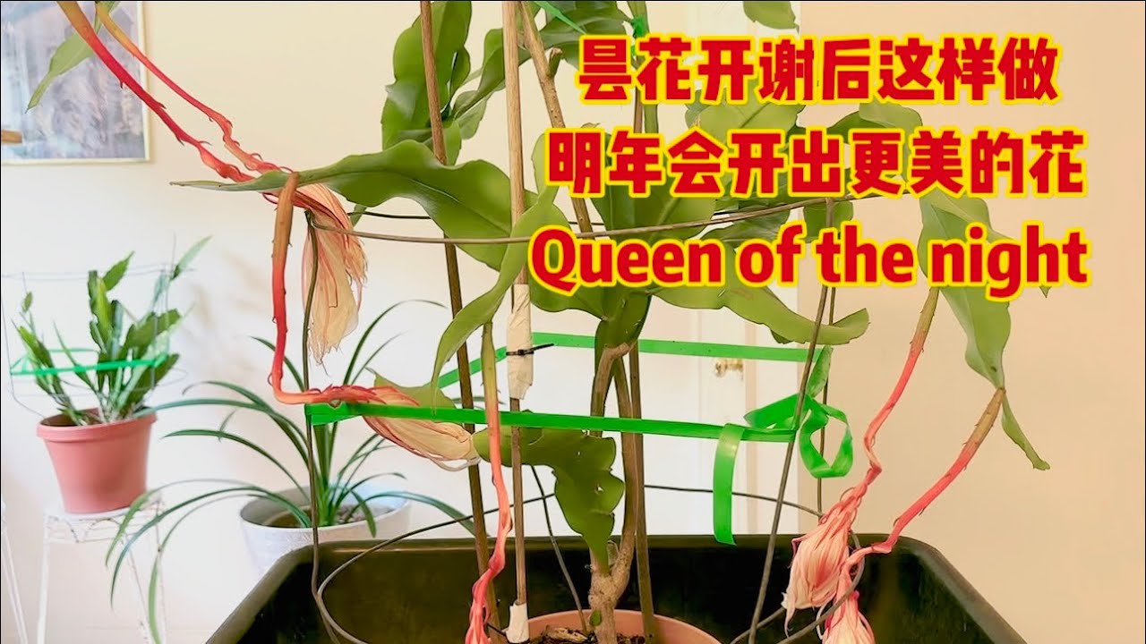 昙花开谢后这样做，明年会开出更多更美的花do this after the flowers bloom, it will be good for next year#epiphyllum #昙花