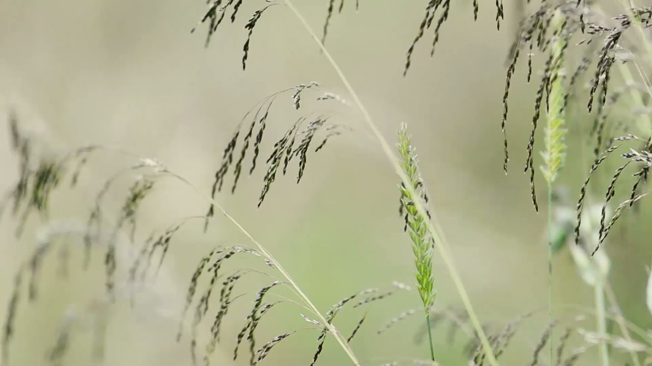 Free Macro Grass Background Footage stock video