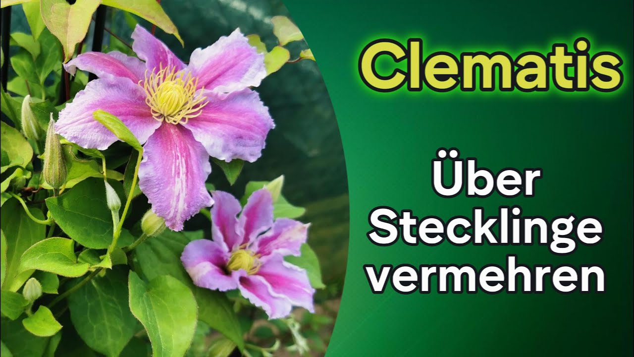 Clematis über Stecklinge vermehren und Ergebnis