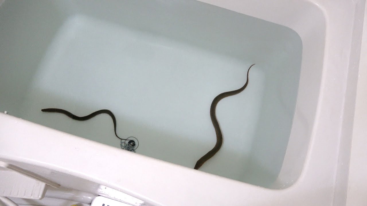 自宅の風呂で田ウナギを飼う