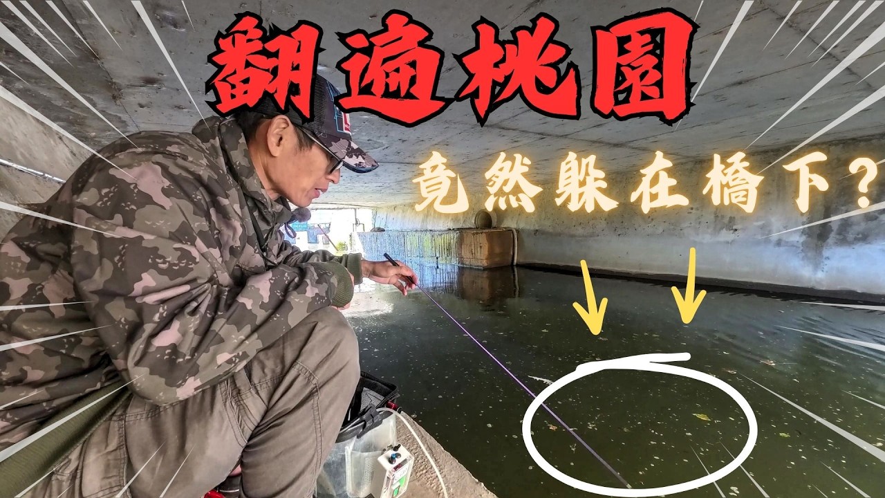 翻遍桃園田野大冒險！只為尋找「牠」的蹤跡？最終在不起眼的橋下，發現最純粹的台灣原生魚類！｜Maxcatch｜勇作｜永裕｜小物釣｜#fishing #タナゴ釣り #tanagofishing