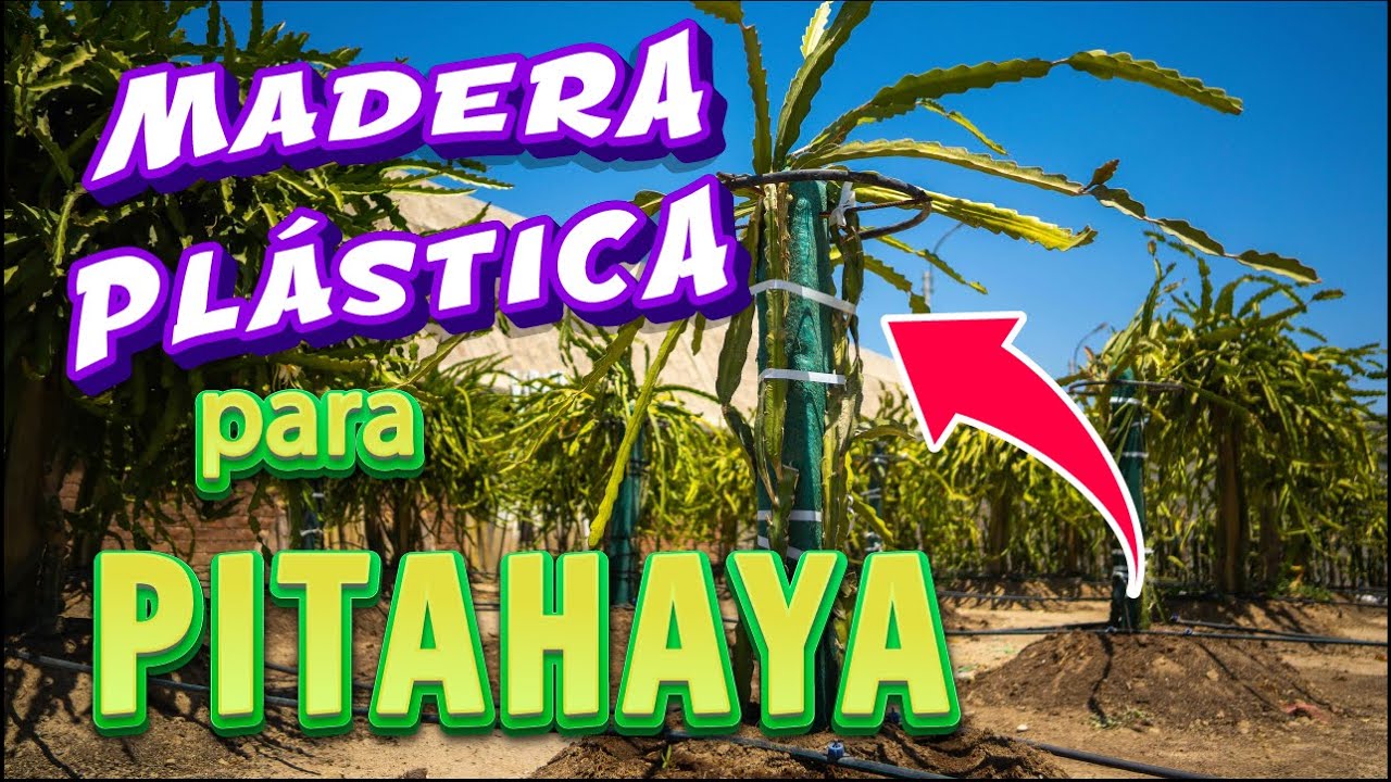 LOS TUTORES de pitahaya que NO CONOCES [FUNCIONAN PARA SIEMPRE]