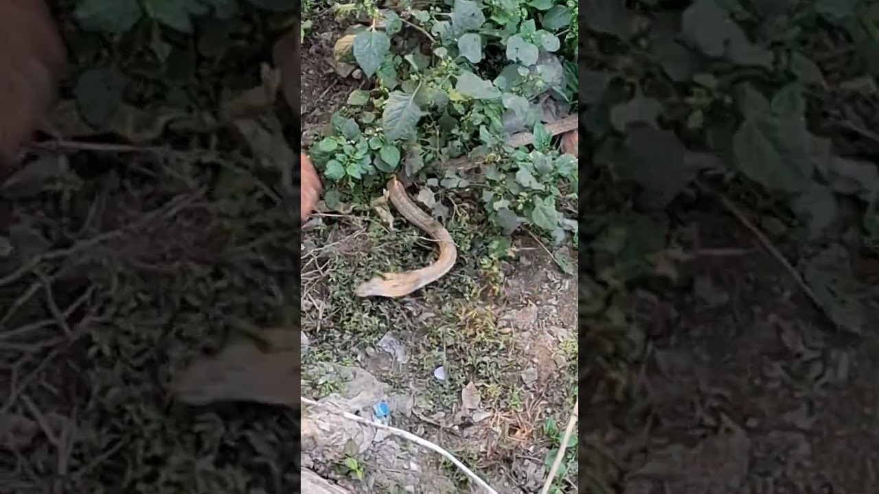 साँप को मार दिया Indian Kobra 🐍🐍🐍🐍 बहुत बड़ा #youtubesnake #snakeexpert #indian #snakevlog #snakes  