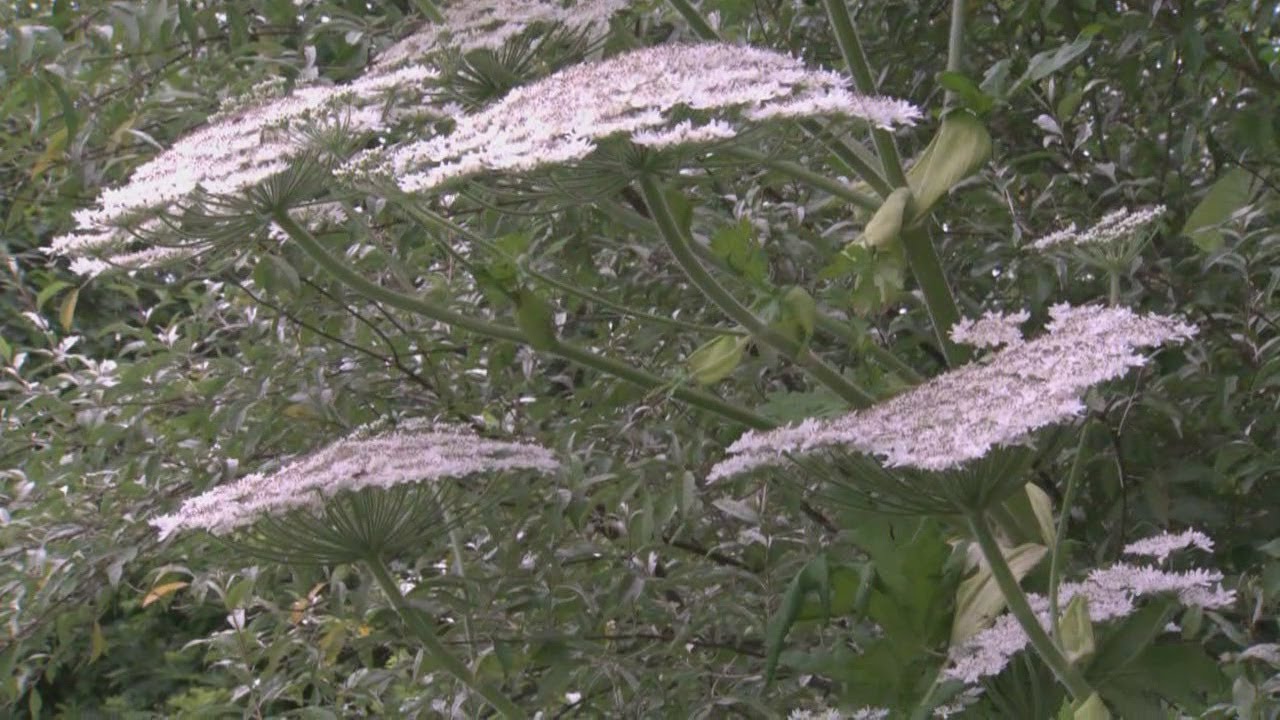 Giant Hogweed plant harmful on skin contact