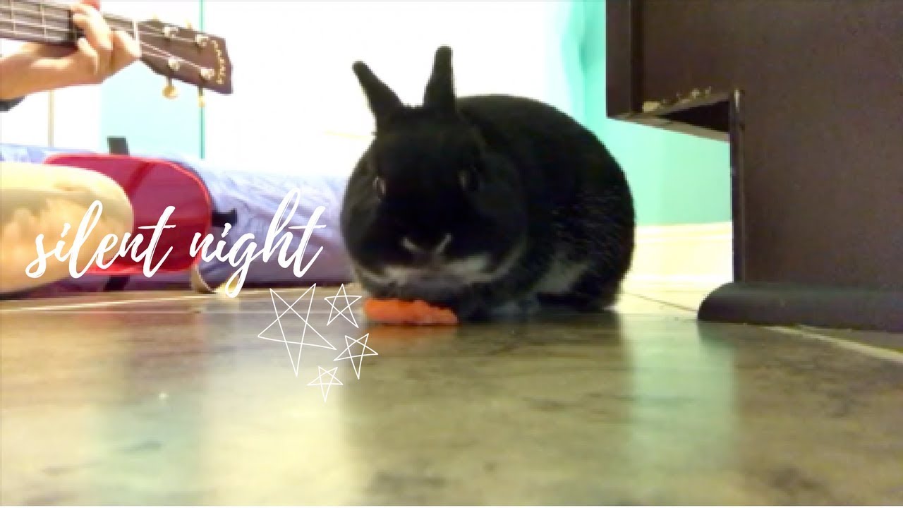 Silent Night (cover ft. Gizmo)