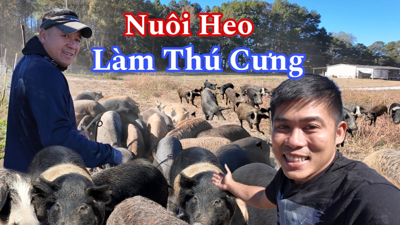 Người Việt 20 Năm Gắn Bó Với Nghề Chăn Nuôi Ở Mỹ 