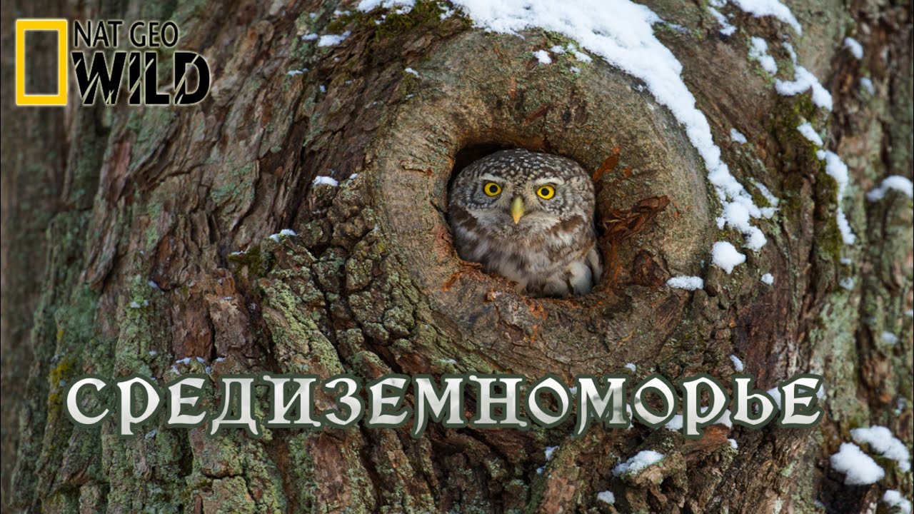 Дикая природа Средиземноморья. Мир природы дикие животные #Документальный фильм. National Geographic