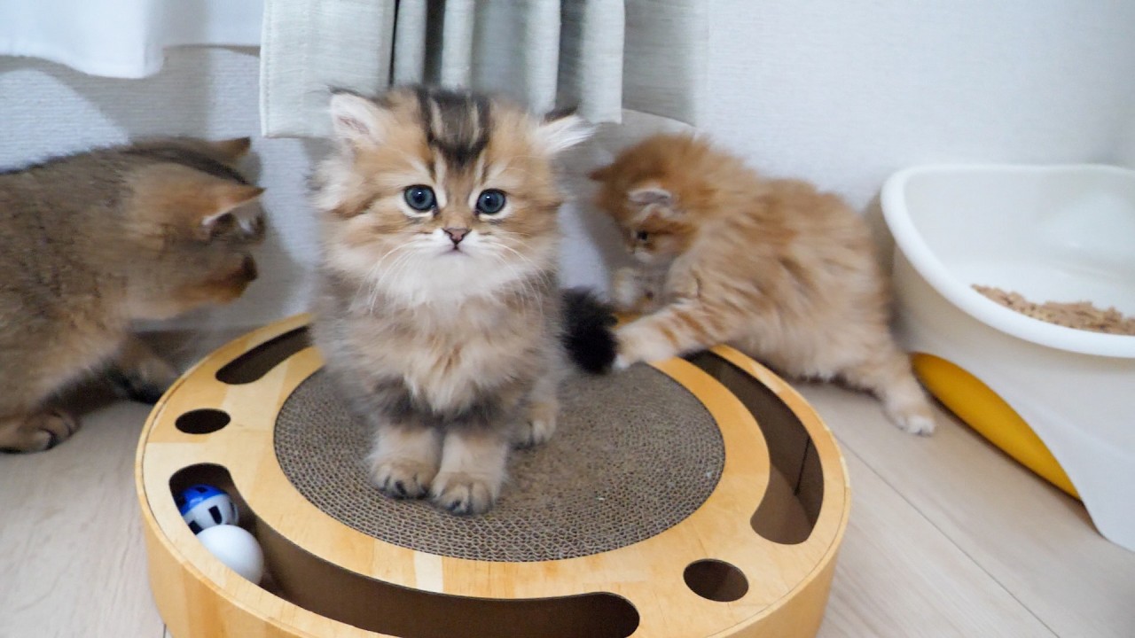 Cute kittens more interested in each other's tails than toys...