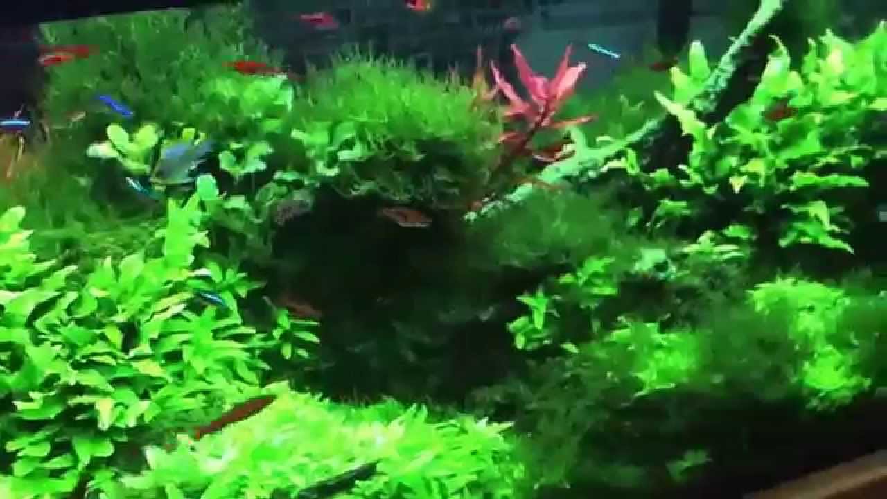 Aquascape at LFS display tank +Phoenix Moss