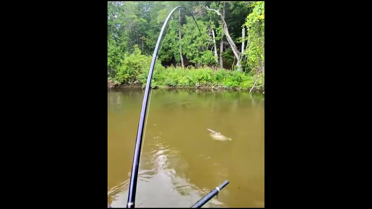 Huge Chinook Salmon on Spinner 🎣 
