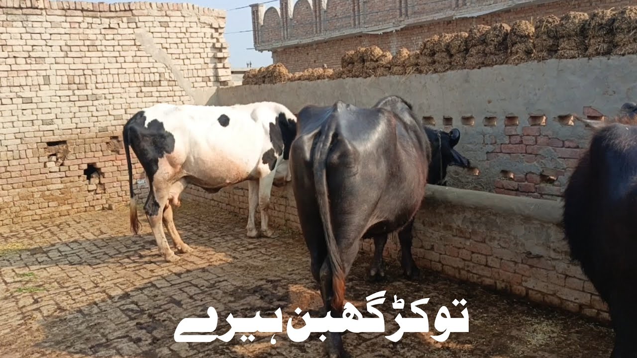 Beautiful Neeli ki Tokar brand 03456414876 February 20, 2026