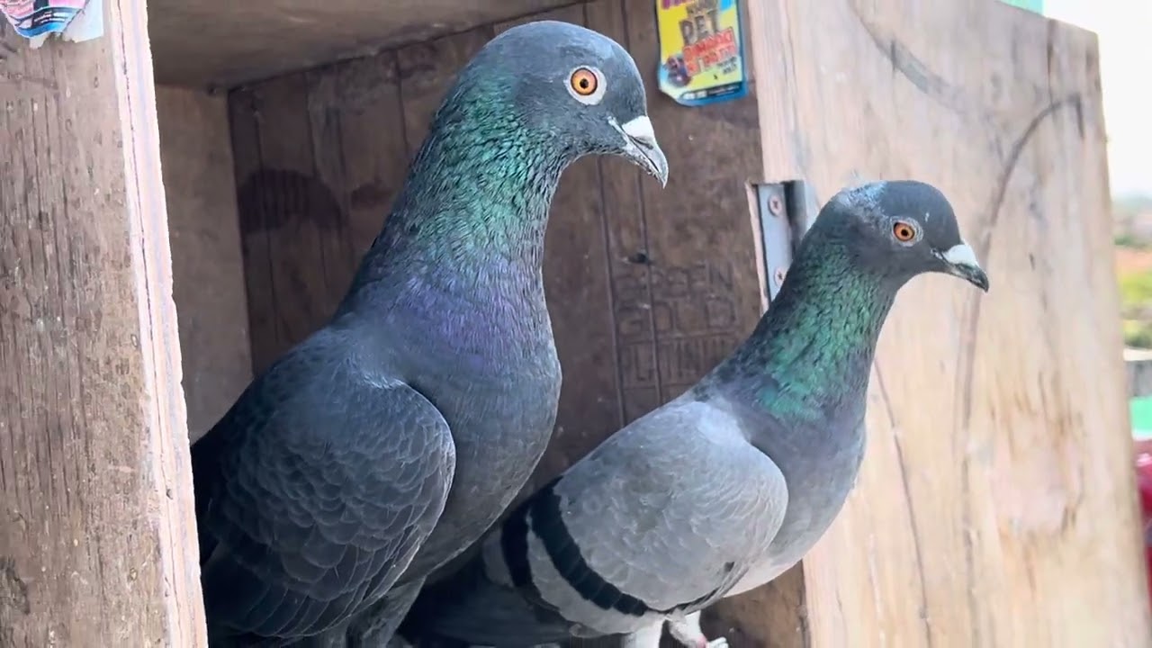 🕊🕊🕊my can pegion 🕊