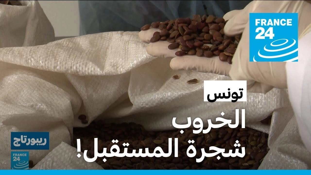 تونس: اهتمام متزايد بزراعة أشجار الخروب.. لماذا؟