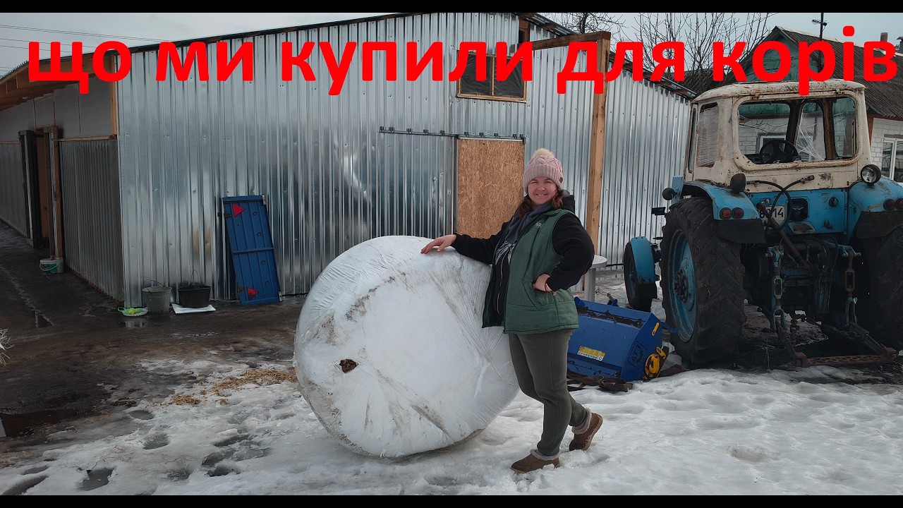 Зміна раціону! Коровам сподобалось!
