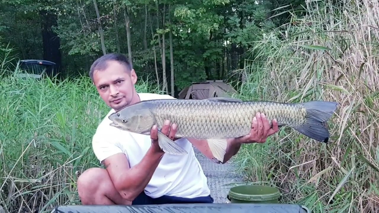 24hod Zamecky rybnik chlumec🐟🐟🐟 #krmen&iacute; #jahodov&eacute; boilies #kaprařina