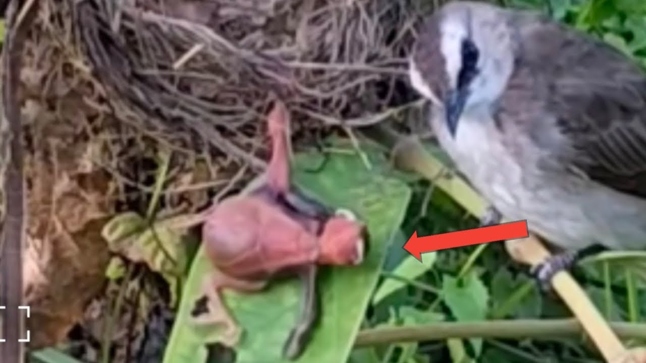 the mother bird continues to look after her fallen chick