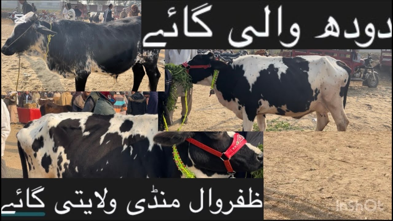Adil chohan ظفروال منڈی ولایتی دودھ والی گائے 🐮🐮🐮🐃🐃🐄