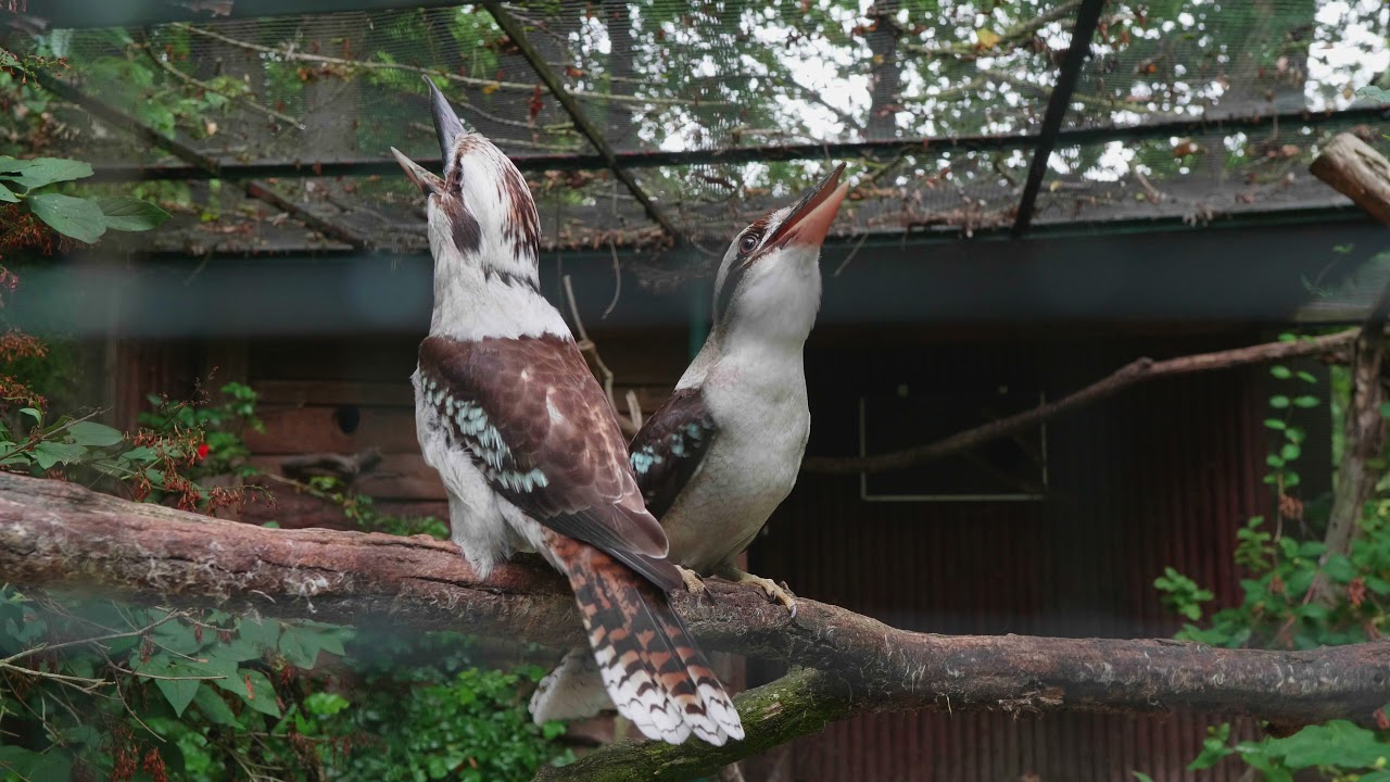 Kookaburra,  Jägerliest, Lachender Hans (Dacelo novaeguineae)