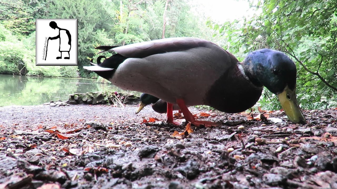 Feeding the ducks @ Abbots Pool 190925