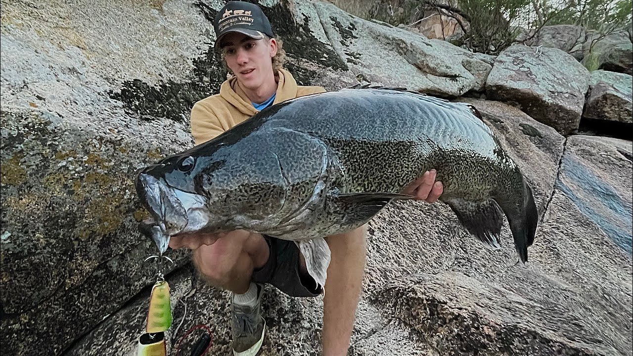 Big cod off the surface opening day. (Murray cod fishing Australia).