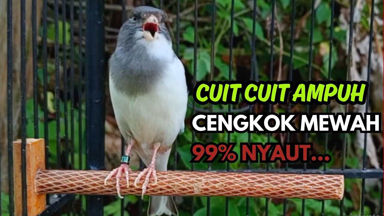 KENARI GACOR  Cuit CUIT BIRAHI SUARA Kenari MASTERAN TERBAIK UNTUK PANCINGAN & MASTERAN Kenari PAUD