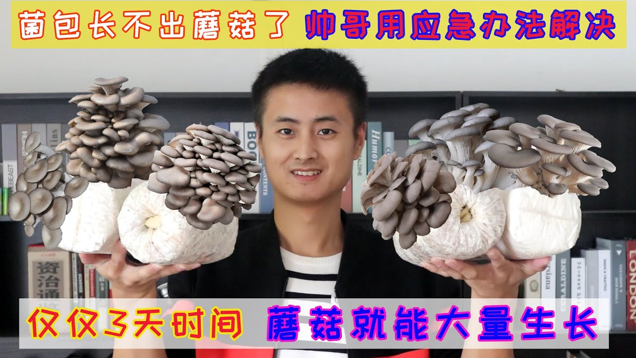 如何让不长蘑菇的菌包起死回生|平菇菌包不长蘑菇的复活办法，小伙教大家已出菇菌包怎么重新长出蘑菇，家里的蘑菇菌包采摘很多次，开始不长蘑菇了，小伙用特殊的办法，轻松的重新让菌包长出很多蘑菇，爱种蘑菇必学。