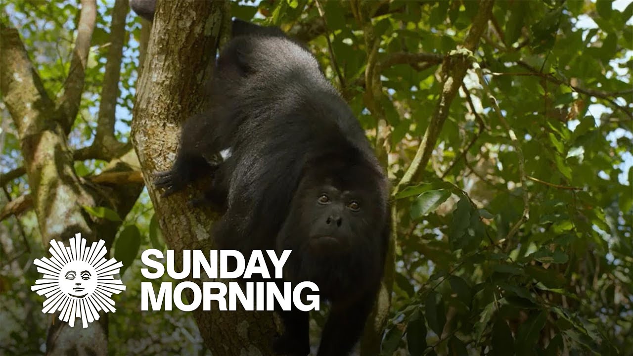 Nature: Howler monkeys in Belize