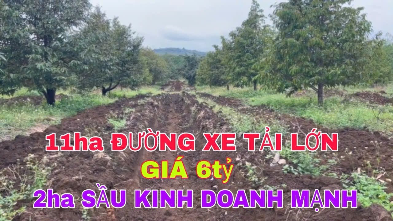 Nhượng lại 11ha có 2ha sầu kinh doanh đường xe tải lớn 