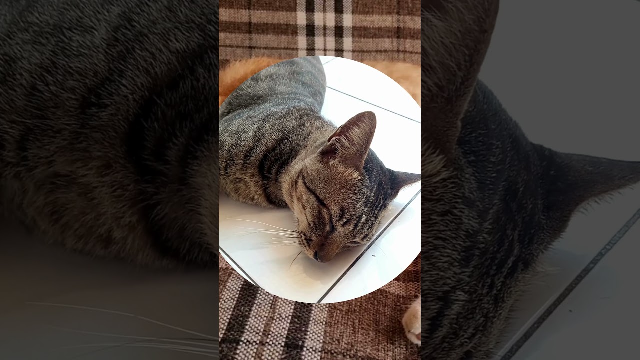 😻 Le Secret du Coin Repos Parfait pour ton Chat !