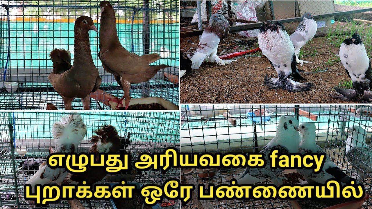எழுபது அரியவகையான fancy புறாக்கள் ஒரே பண்ணையில் || biggest fancy pigeon farm in tamil