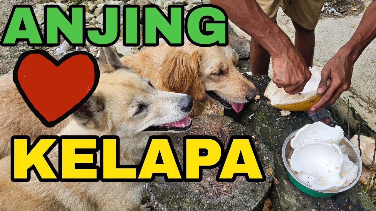 ANJING ❤️ KELAPA
