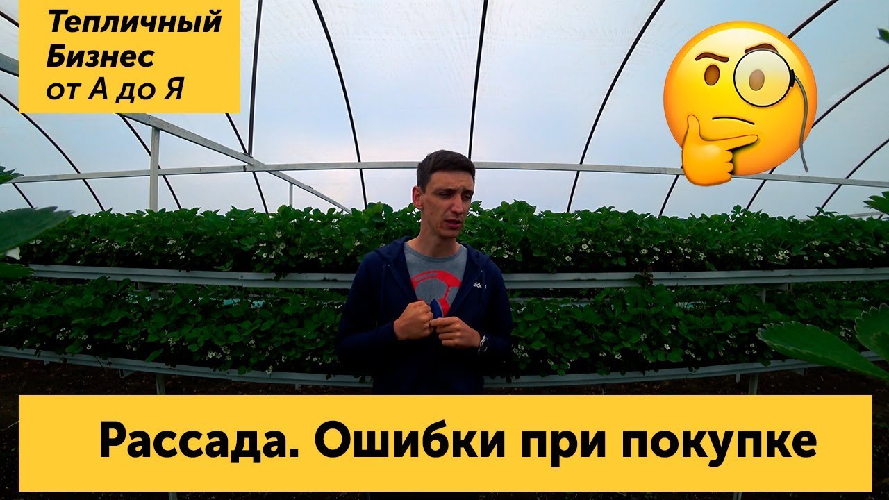 Рассада клубники. Ошибки при покупке рассады