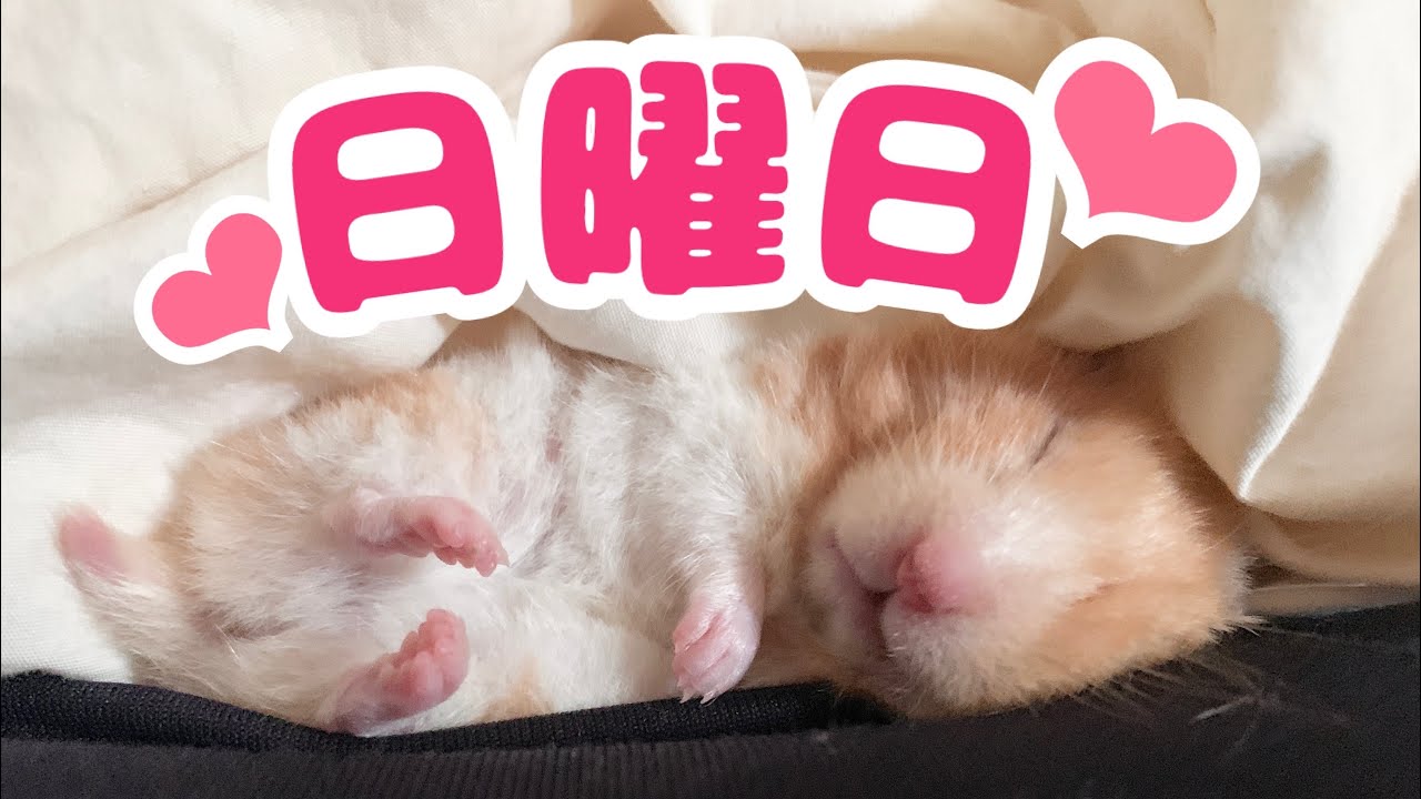 のんびりしているハムスター