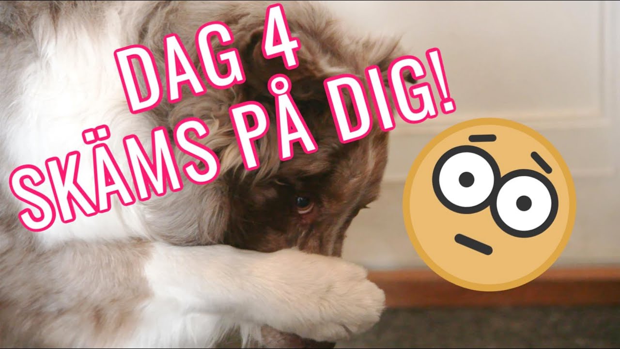 DAG 4 av 30 - LÄR HUNDEN SKÄMMAS - TIPS OCH TRICKS