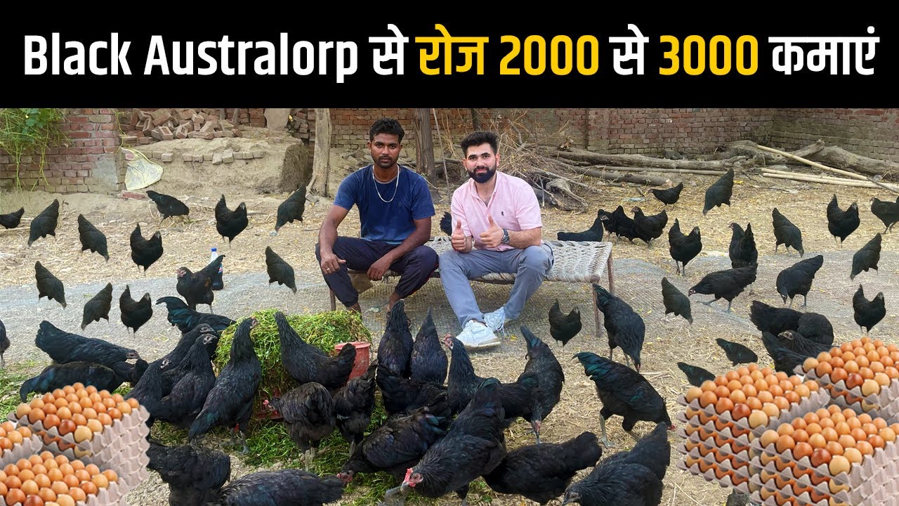 सबसे ज्यादा अंडे देने वाली देशी मुर्गी Black Australorp | रिकॉर्ड तोड़ अंडे देती है | Desi Poultry