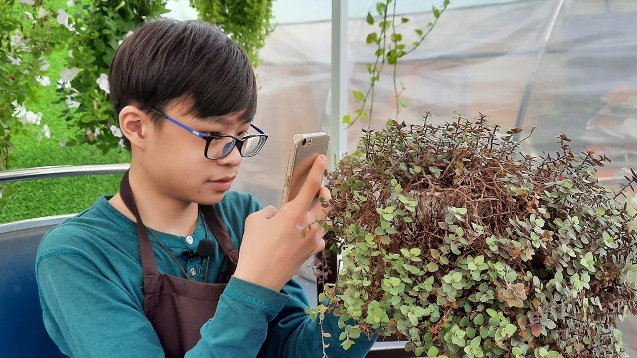 EP 15 How to grow Callisia Repens, Fast and Easy ( Callisia Bubbles, Pink lady, Pink Panther..)