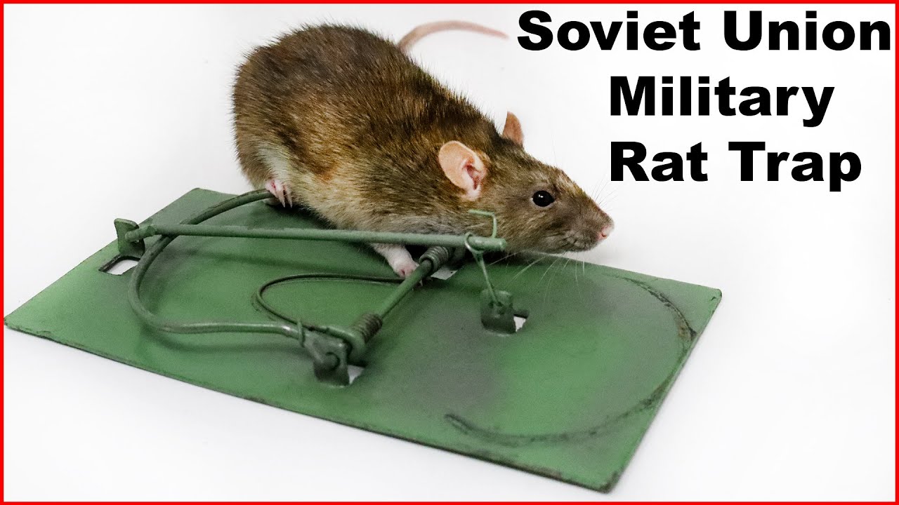 Soviet Union Military Surplus Rat Trap. Tough & Powerful. Mousetrap Monday