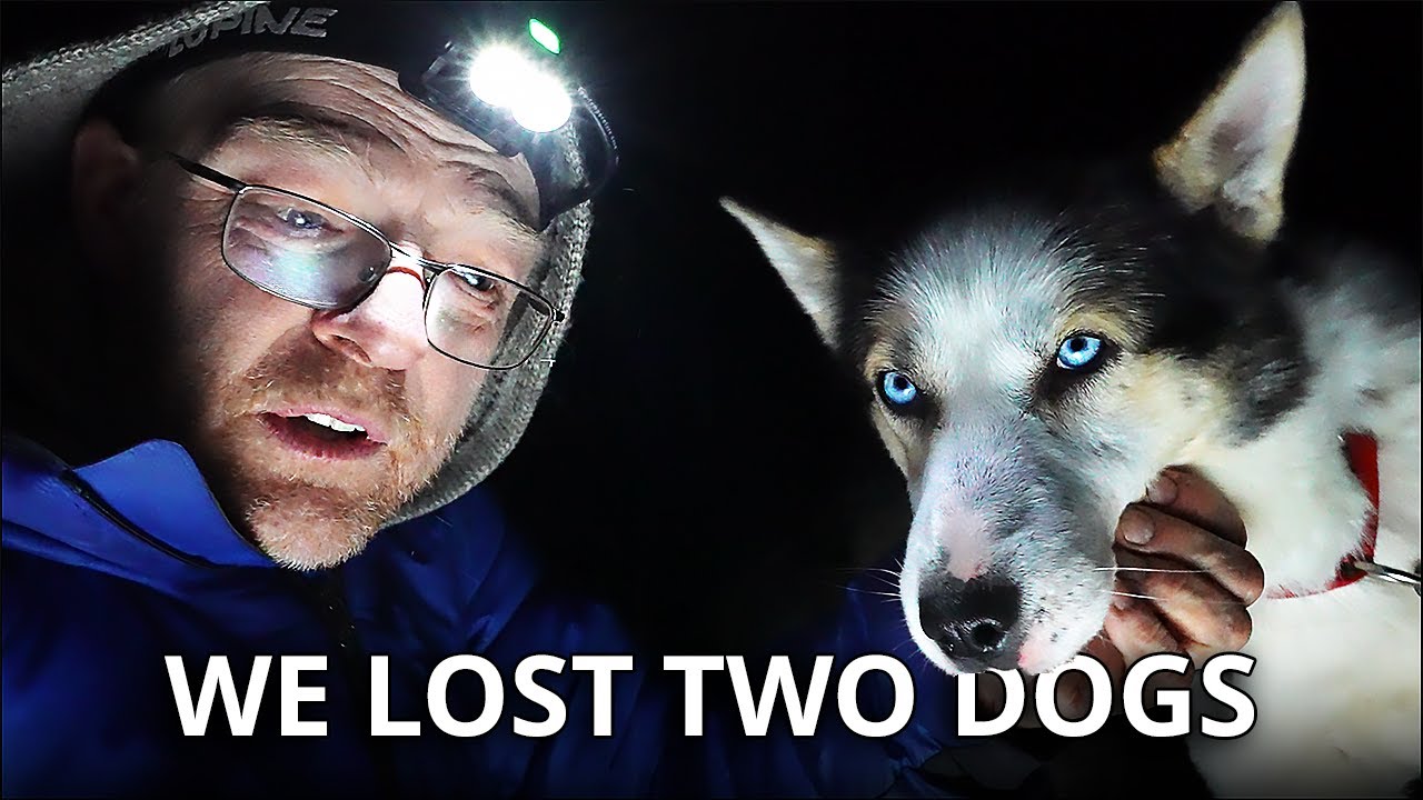 Dog Sledding Nightmare | Two Dogs Vanished in the Night