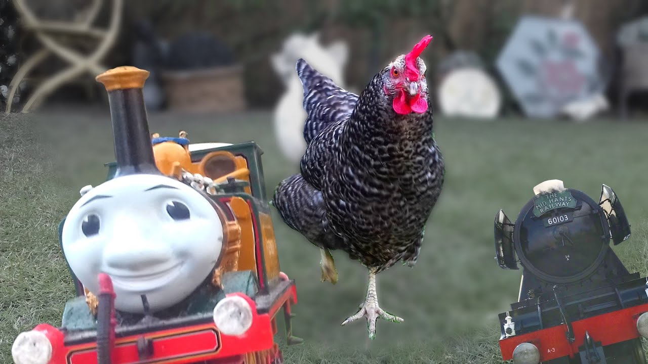 Chickens, Quarantine and Haircuts