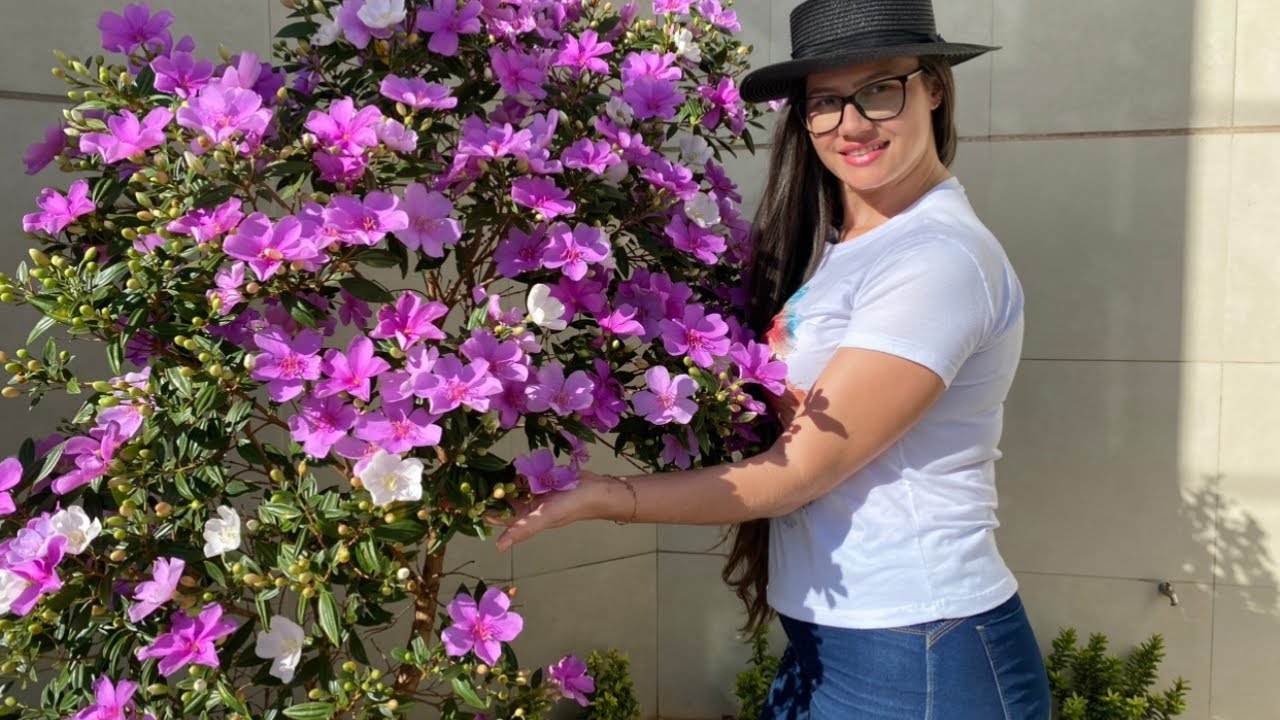 CURIOSIDADES MANACÁ DA SERRA ANÃO |FLORES PLANTAS NATUREZA #flores #amoplantas #natureza