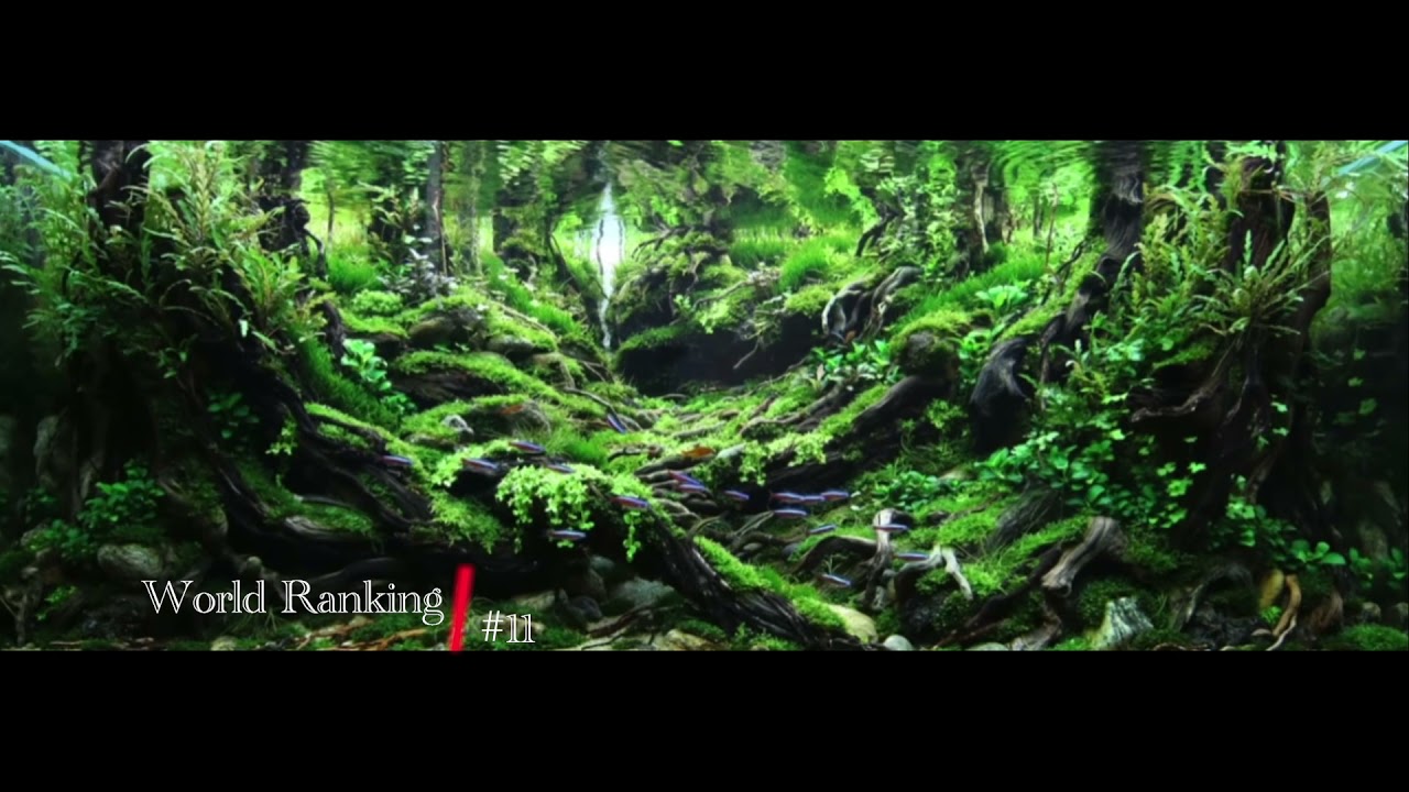 ADA Planted Aquascape Contest - Top 20 - IAPLC 2021