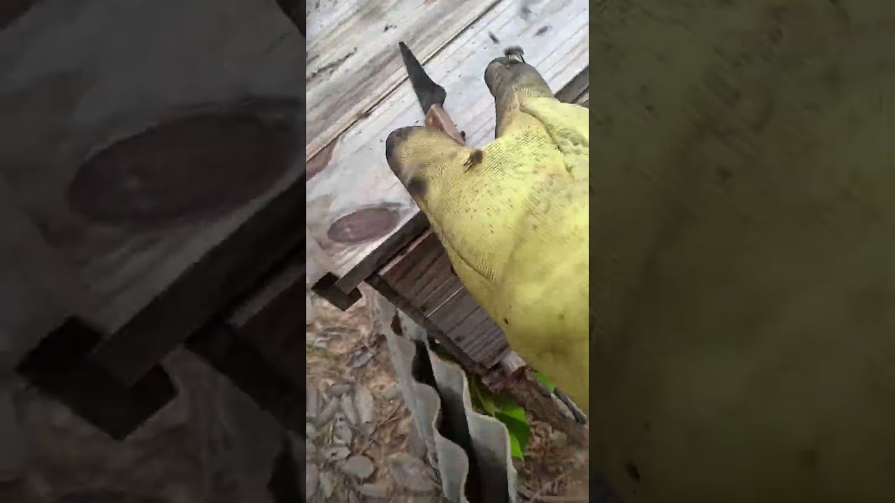Trabalhar com abelhas não é fácil 