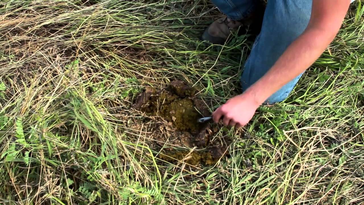 Регенеративное ранчо в Северной Дакоте