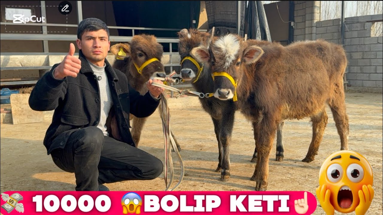 💥MIG DOLIRGA BIR JUP BUQACHALAR VA HUNAJINLAR QOYLDI AKSIYADA BOLDI 2026_01_24_febral.