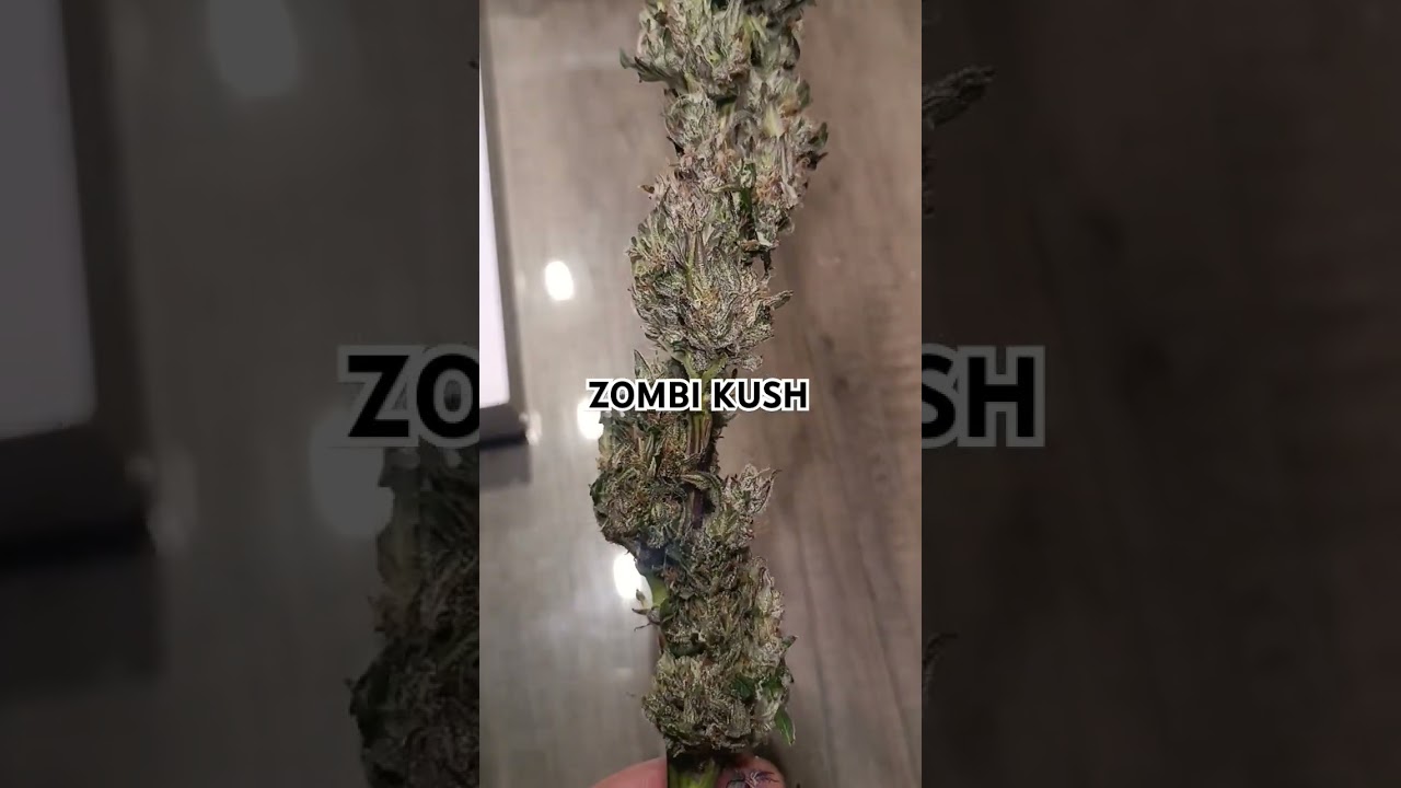 🔥 Zombie Kush von Ripper Seeds &ndash;  🌱💀 #ZombieKush #RipperSeeds