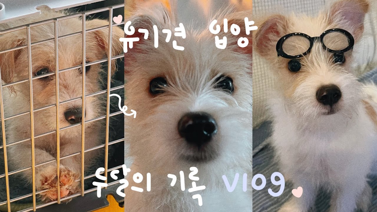 [VLOG] 포인핸드 유기견 입양 브이로그 (보호소 입양) #61 🍒 | 2개월 믹스견이 4개월 꼬들이가 될때까지 🐶