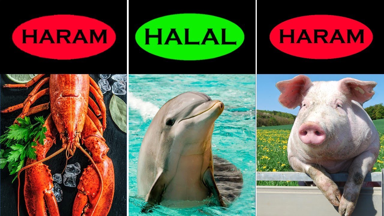 Halal vs Haram animals meat in Islam!!!❌ Comparison video | Islam data