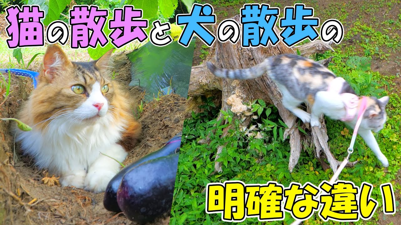 猫の散歩は基本○○○○くだけ🐈🌲犬と全然違うのはこんなところ🐶🐱