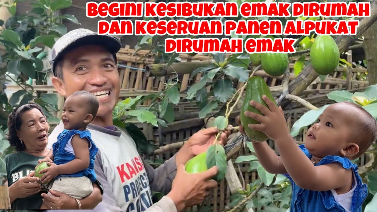 BEGINI KESIBUKAN EMAK DIRUMAH‼️KESERUAN PANEN ALPUKAT JUMBO DIRUMAH EMAK